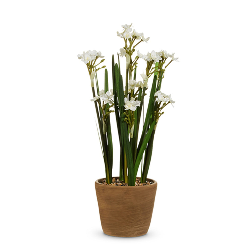 Raz Imports 20" Potted Paperwhites (In-Store Only)